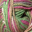 Cuddly Multi DK 5248 Yarn The Wool Queen The Wool Queen